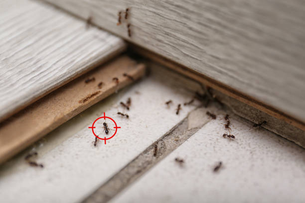 Best Cockroach Control Services  in Kingstown, MD