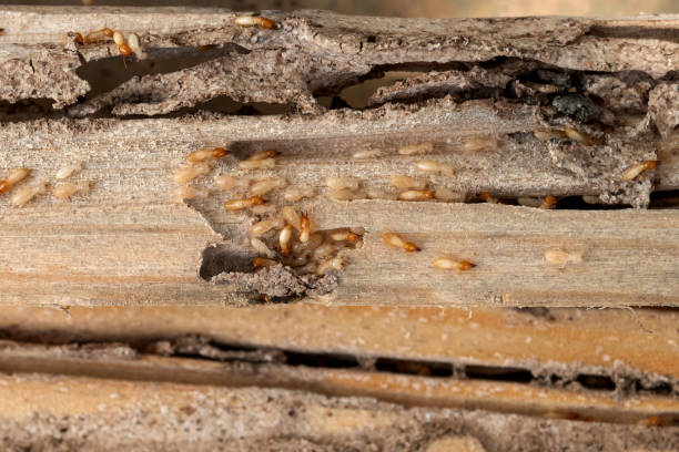 Best Pest Control Near Me  in Kingstown, MD