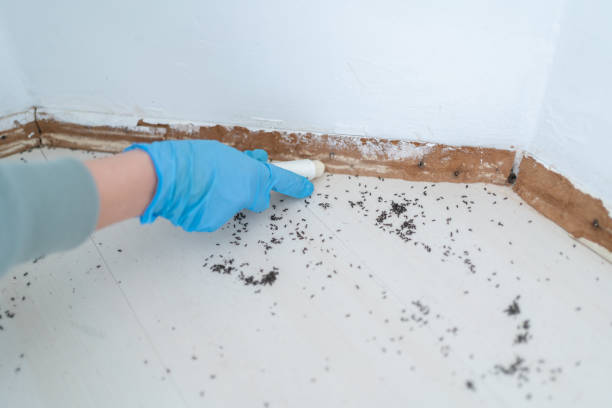 Best Pest Control Treatment  in Kingstown, MD